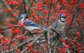 Bluejays on deciduous holly in fall or winter.
