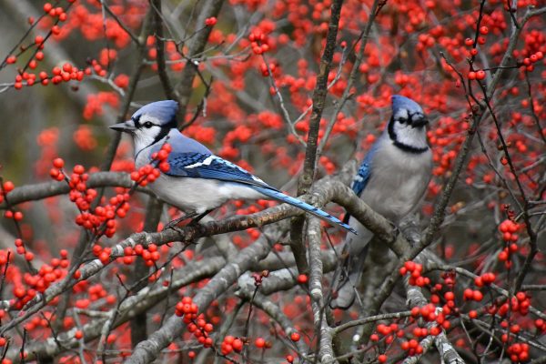 Bluejays on deciduous holly in fall or winter.