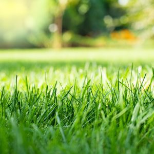 A closeup view of a grass lawn