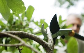 Man pruning shrub