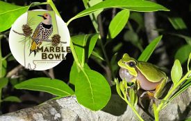 A frog with the Marble Bowl logo.