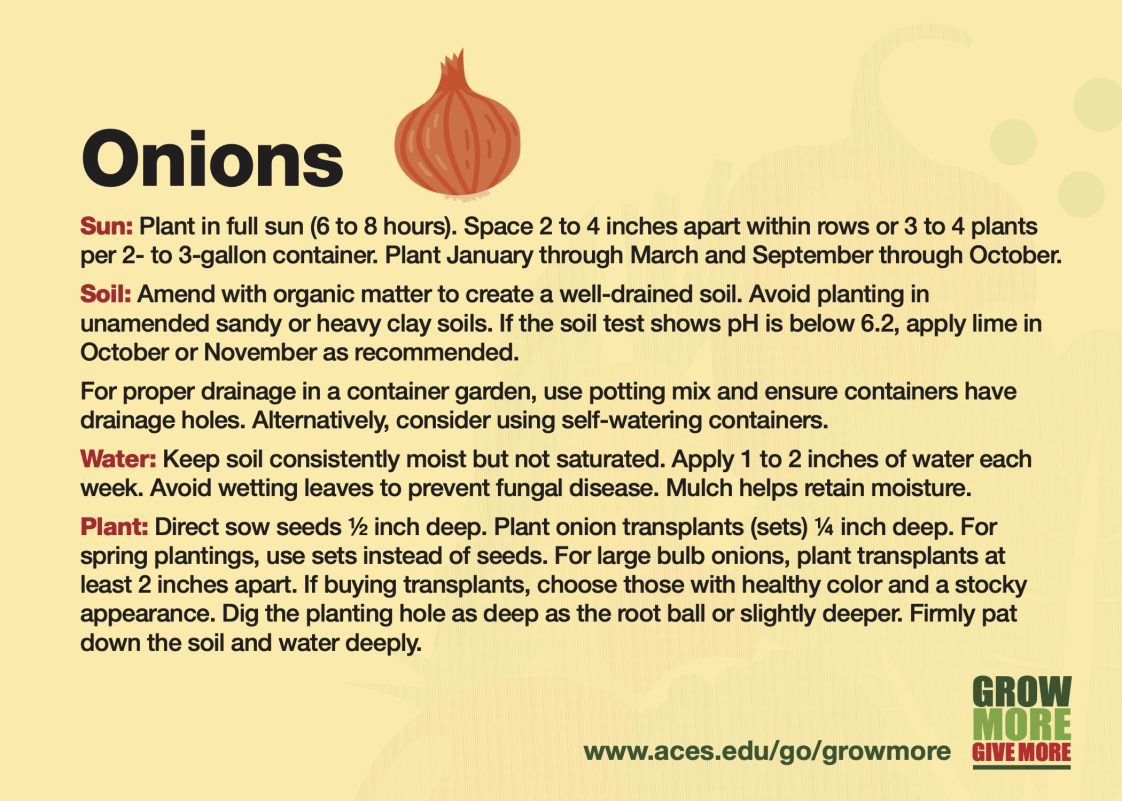 Grow More Onions Alabama Cooperative Extension System