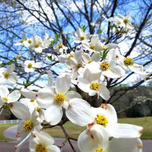 Florida dogwood (Cornus florida) is a native understory tree that blooms in spring. Its fruits and flowers support a variety of wildlife. It grows best under afternoon shade.