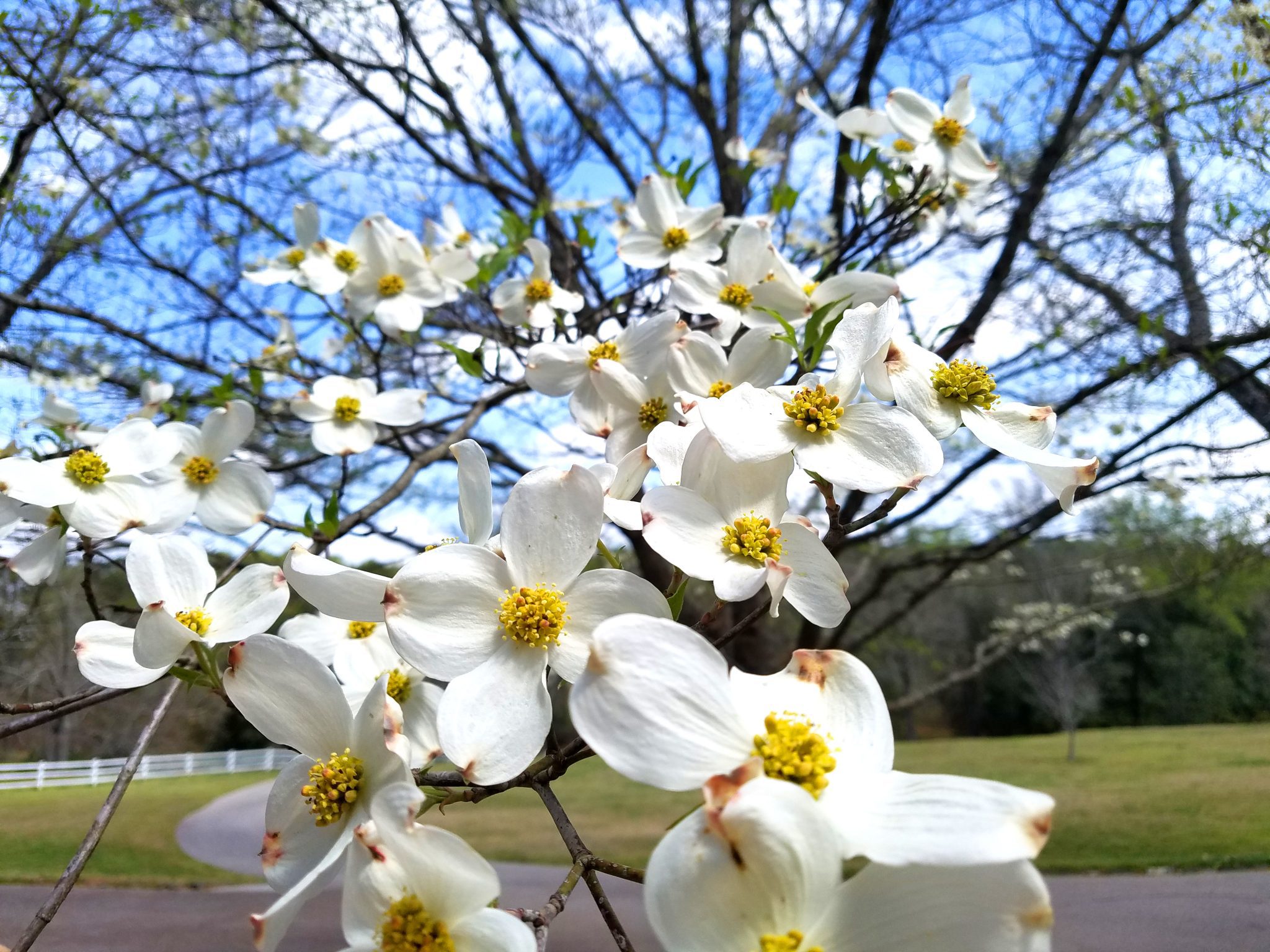 Florida dogwood (Cornus florida) is a native understory tree that blooms in spring. Its fruits and flowers support a variety of wildlife. It grows best under afternoon shade.