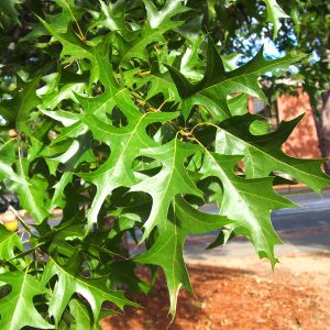 Nuttall oak (Quercus texana) is planted to create shade. It is drought tolerant once established, has a medium to fast growth rate, and displays showy fall color. Oaks support a variety of wildlife.