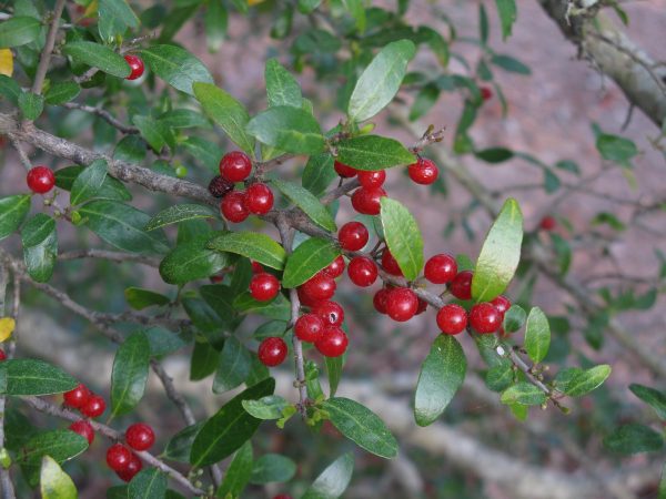 Yaupon holly (Ilex vomitoria) is a native small tree or shrub adapted to a variety of soil types. Fruiting varieties attract numerous wildlife species. The flowers support many native insects.