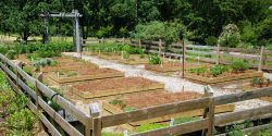 Raised beds surrounded by a wooden fence