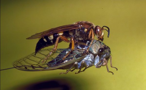 A cicada killer wasp attacking a cicada in mid-air.