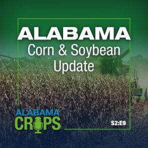 Season 2 Episode 9 – Alabama Corn & Soybean Update