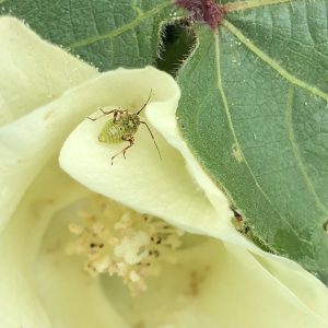 tarnished plant bug immatures