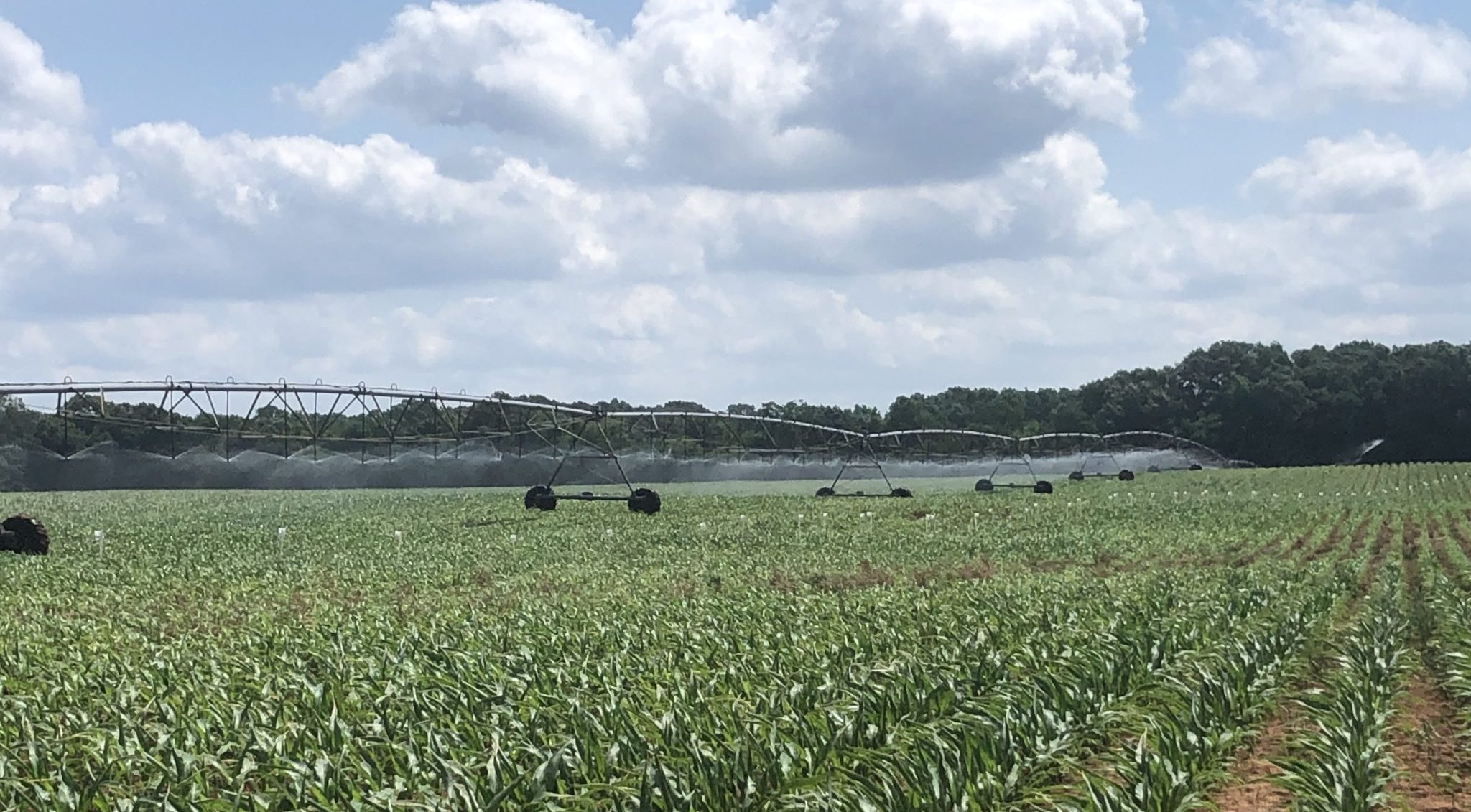 Irrigation equipment in a corn field