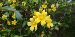 Carolina jessamine is a native, drought tolerant vine recognized by bright spring flowers. The nectar is food for hummingbirds and native insects.