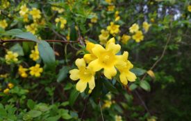 Carolina jessamine is a native, drought tolerant vine recognized by bright spring flowers. The nectar is food for hummingbirds and native insects.