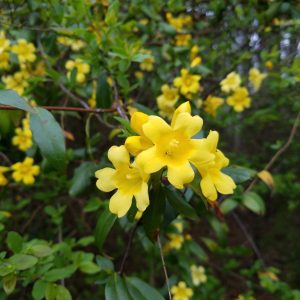 Carolina jessamine is a native, drought tolerant vine recognized by bright spring flowers. The nectar is food for hummingbirds and native insects.