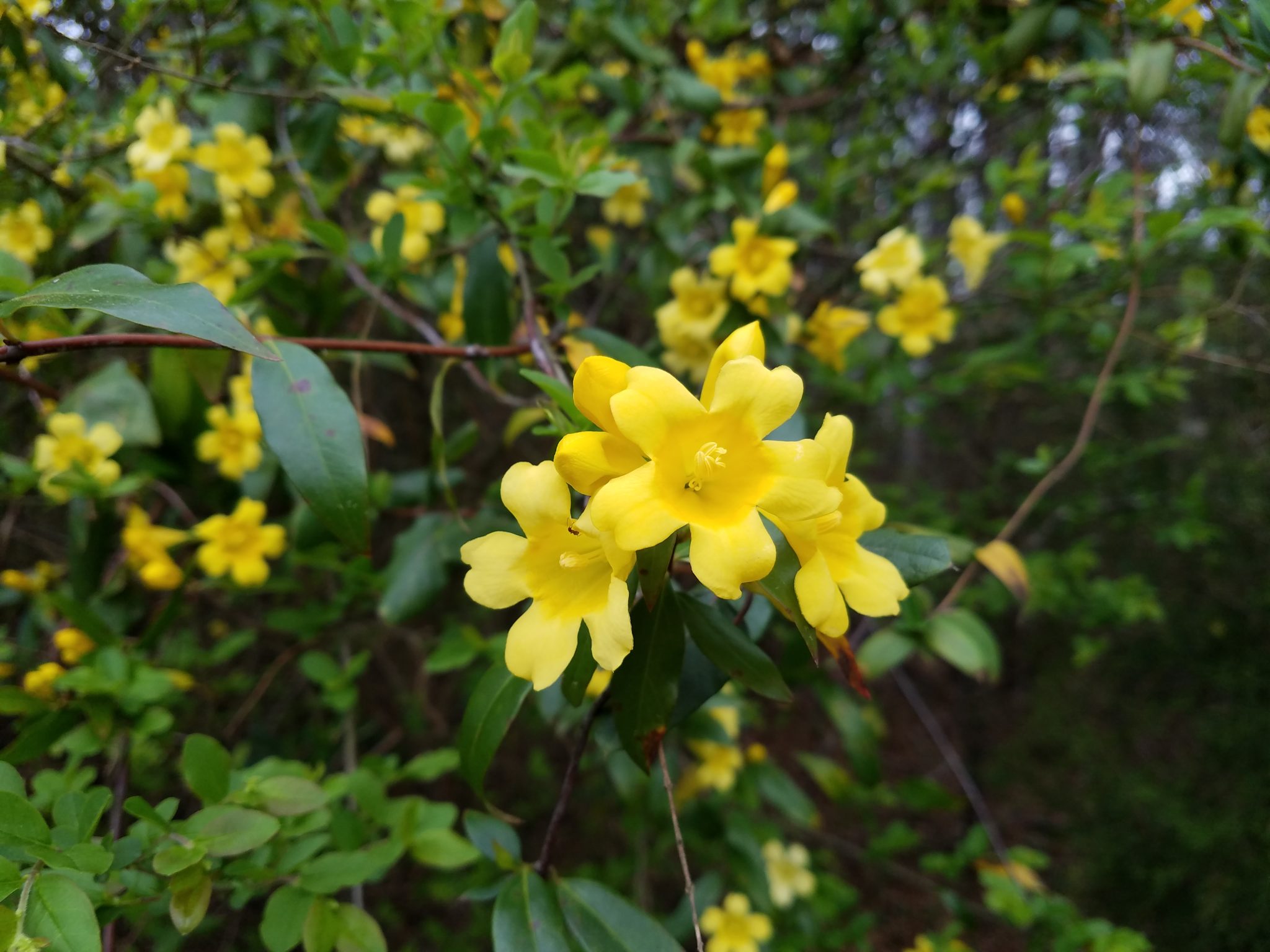 Carolina jessamine is a native, drought tolerant vine recognized by bright spring flowers. The nectar is food for hummingbirds and native insects.