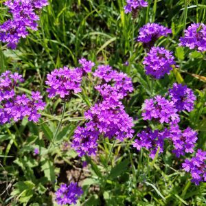 Purple verbena (Verbena rigida) is a perennial, non-native groundcover that blooms late summer to fall. Butterflies feed on its nectar. This species is extremely tolerant of heat and drought.