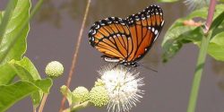 A butterfly on a button bush flower