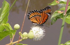 A butterfly on a button bush flower