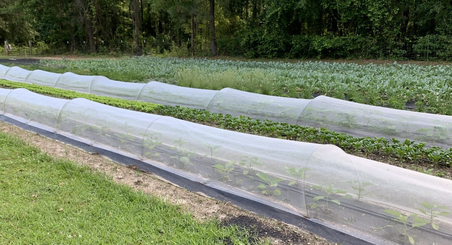 A tunnel exclusion system over a vegetable garden