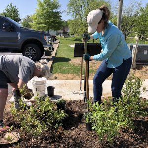 Two Extension women planting shrubs in a local park.