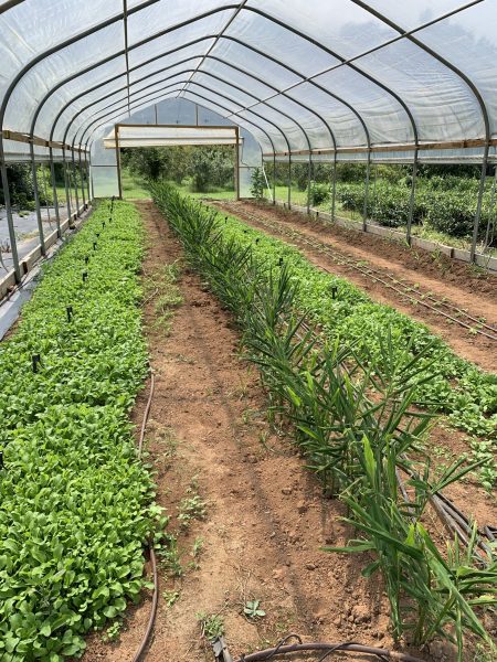 Vegetable crops in a high tunnel