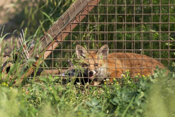 Figure 5. Red fox (Vulpes vulpes) in cage trap.