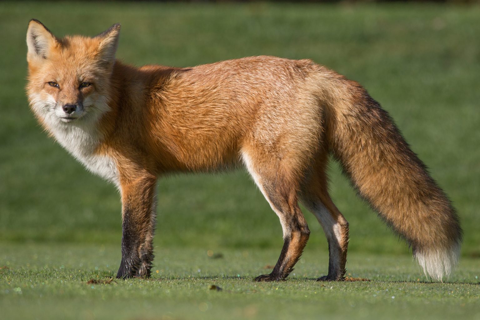 Identification & Management of Foxes in Alabama - Alabama Cooperative ...