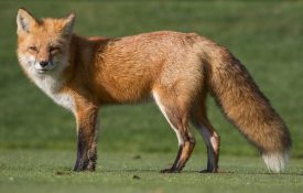 Figure 1. Red fox (Vulpes vulpes).