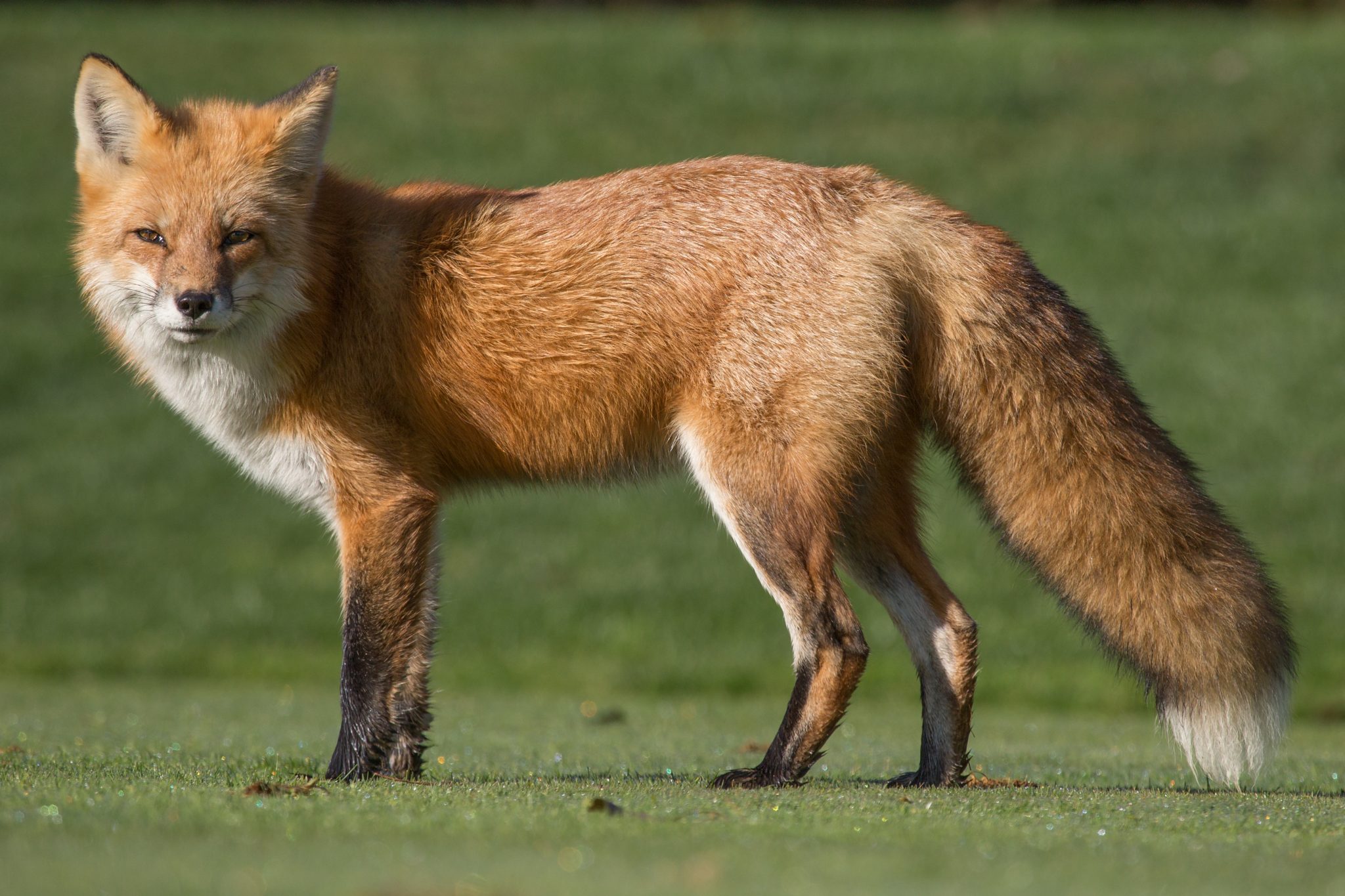 Identification & Management of Foxes in Alabama - Alabama Cooperative  Extension System
