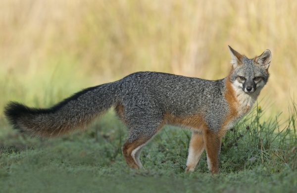 Figure 2. Gray fox (Urocyon cinereoargenteus).