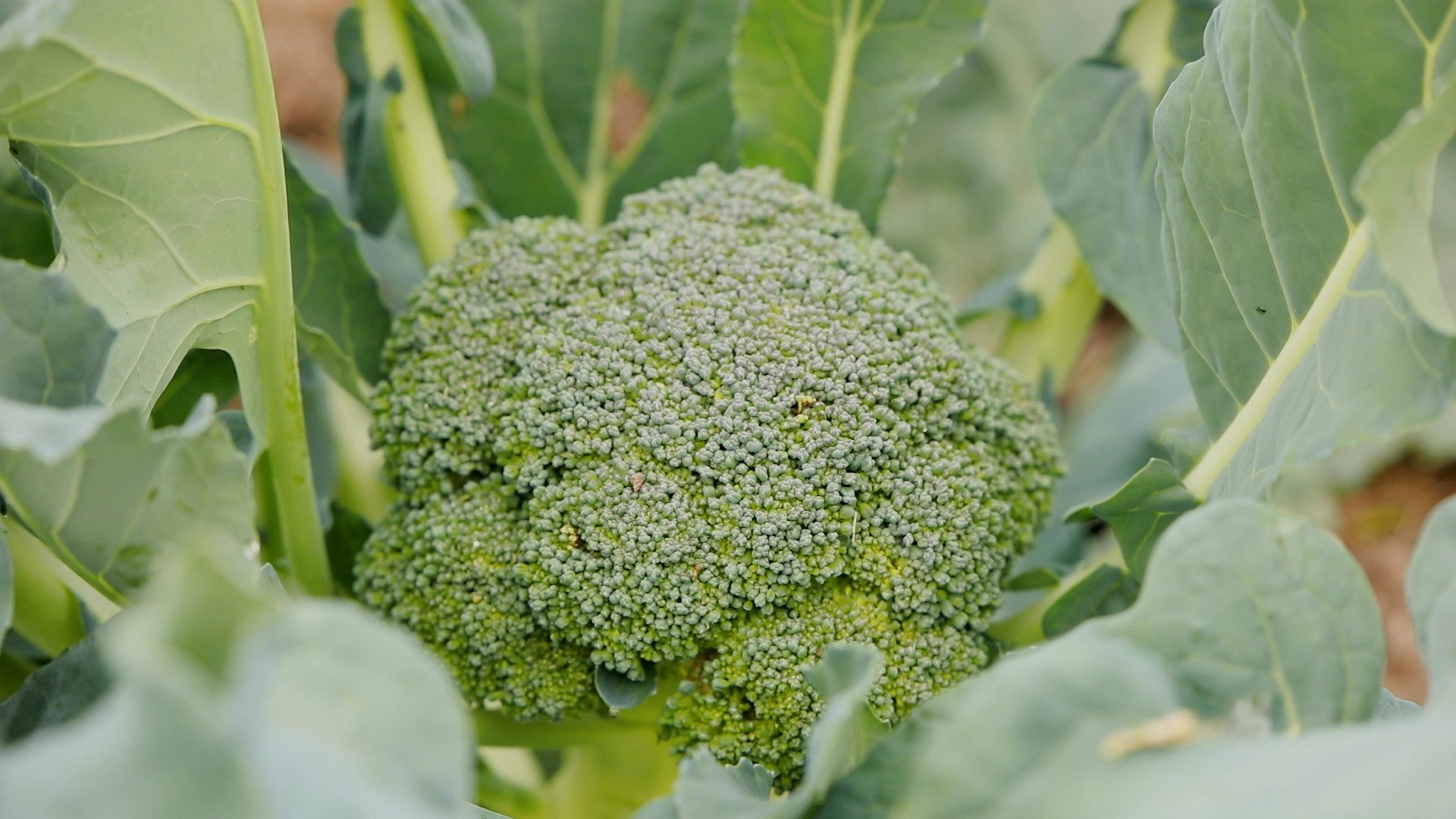 Broccoli is a common crop planted in fall gardens.