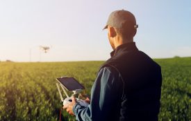 A farmer collecting data by using a drone over his row crop field.