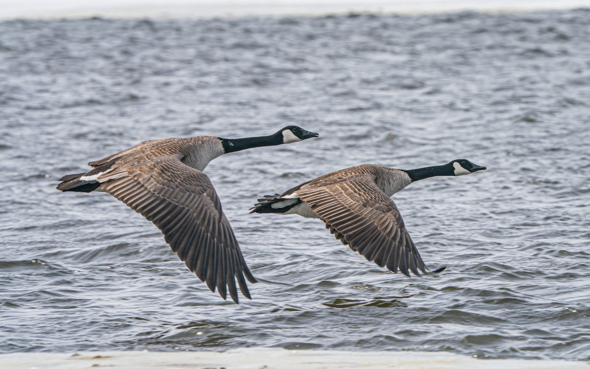 Canada Geese Management and Control - Alabama Cooperative Extension System