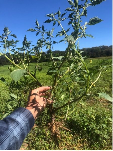 Figure 1. Cutleaf groundcherry plant