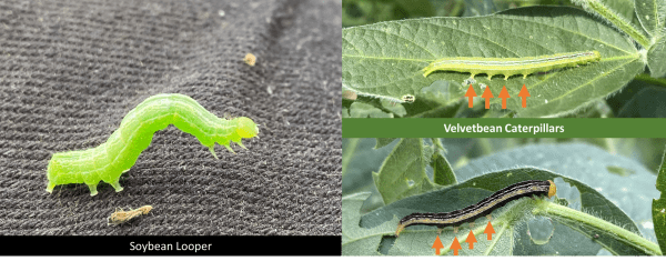 A side-by-side image of a soybean looper and a velvetbean caterpillar.