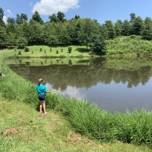 Figure 2. Allowing grass to grow tall along the edge of a pond deters geese.