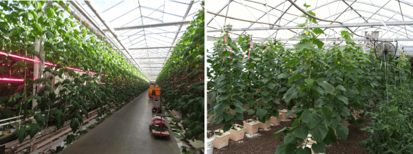 Figure 2. High-wire system in advanced dutch greenhouse (left). Common shorter trellis system used in the southern United States (right).