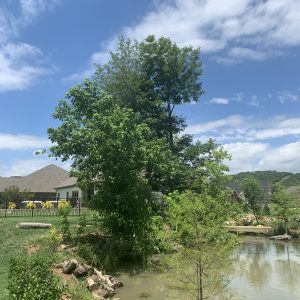 Figure 5. This shoreline has grown in native vegetation, and logs have been placed at the water’s edge to reduce waterfowl access.