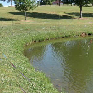 Figure 8. Reflective objects, such as Mylar tape, pie pans, and CDs, can be strung along the pond edge to deter and disrupt waterfowl access.