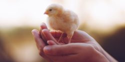 A person holding a chick in their hands.