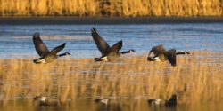Three Canada geese are flying at sunset close to the surface of a lake at the Sint-Agatha Rode Nature Reserve.
