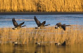 Three Canada geese are flying at sunset close to the surface of a lake at the Sint-Agatha Rode Nature Reserve.