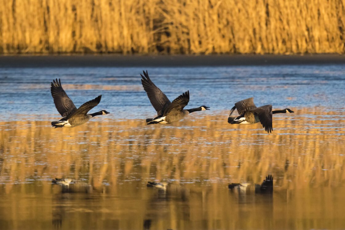 Three Canada geese are flying at sunset close to the surface of a lake at the Sint-Agatha Rode Nature Reserve.