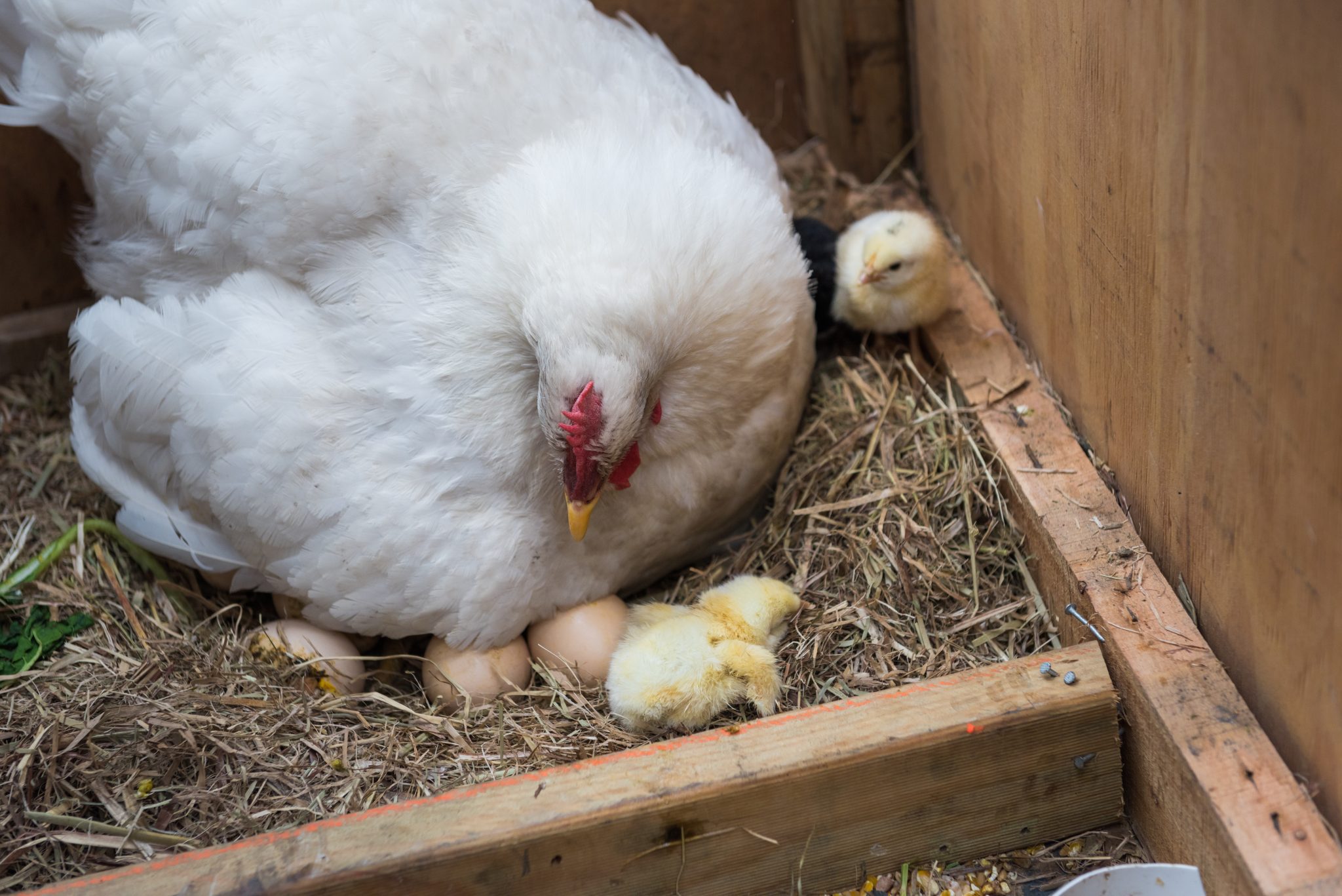 A white hen sitting in a nesting box with chicks beside her.