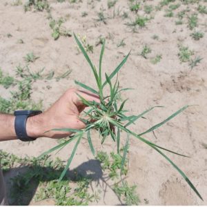 Figure 3. Goosegrass