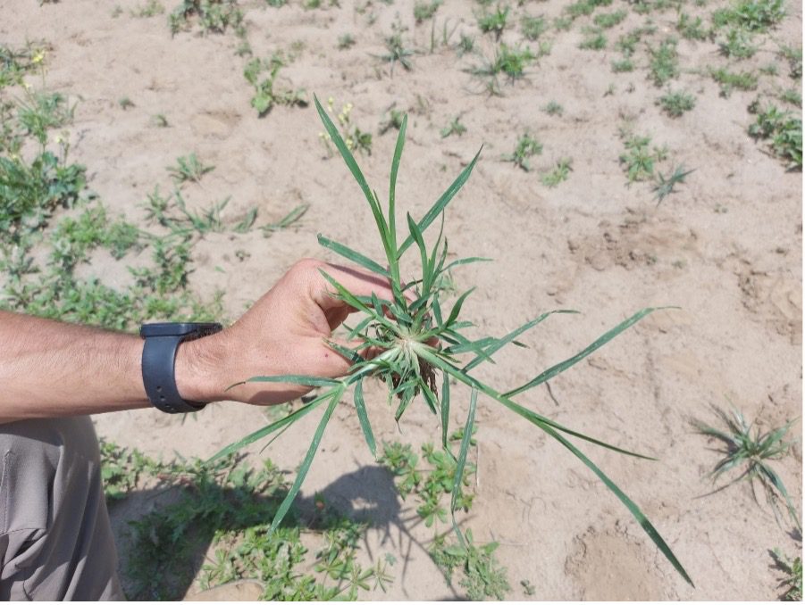 Figure 3. Goosegrass