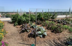 ornamental plants and vegetables