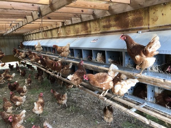 Backyard chickens standing on a row of nesting boxes. 