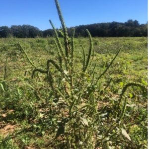 Figure 2. Palmer amaranth plant