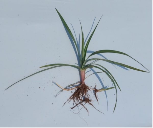 Figure 4. Yellow nutsedge plant and rhizomes